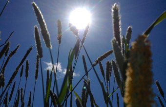 Grass SLIT-tablet