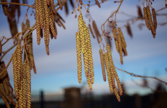 Ragweed SLIT-tablet